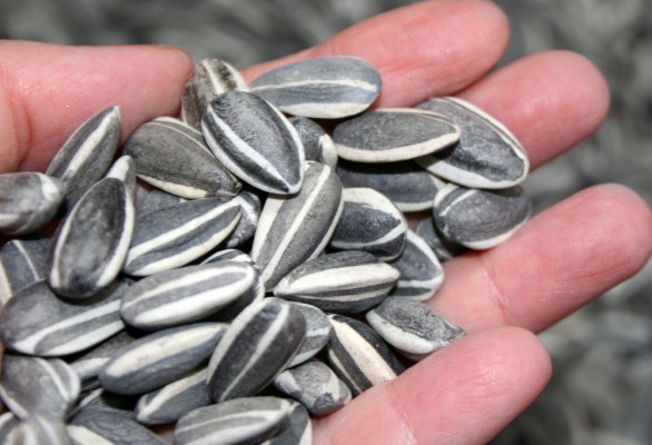 sunflower_seeds_ai_weiwei