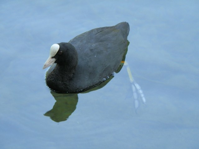 OLYMPUS DIGITAL CAMERA